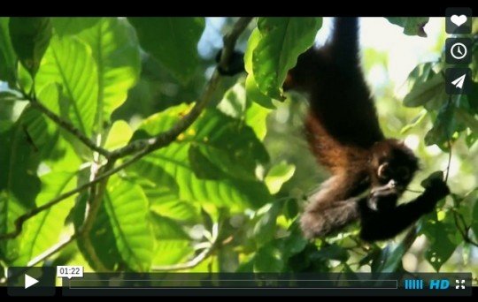 Spider Monkey Video